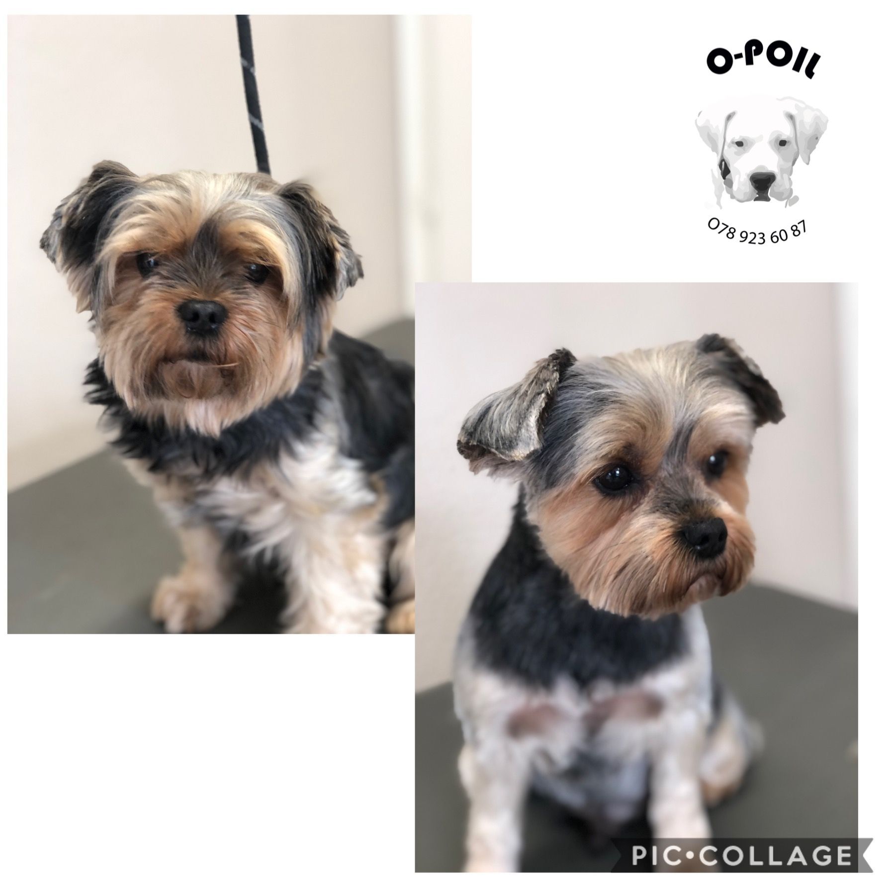 O-Poil