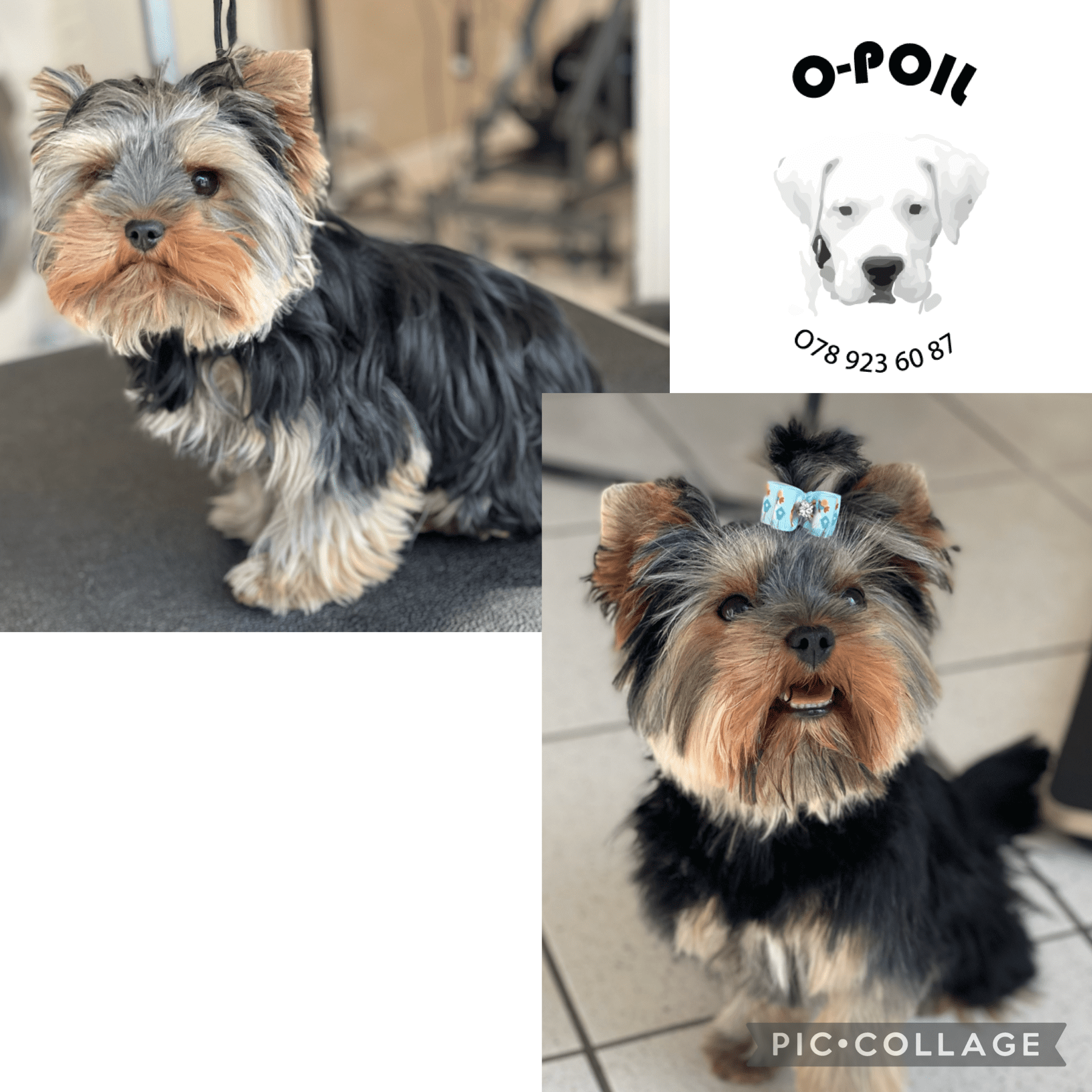 O-Poil
