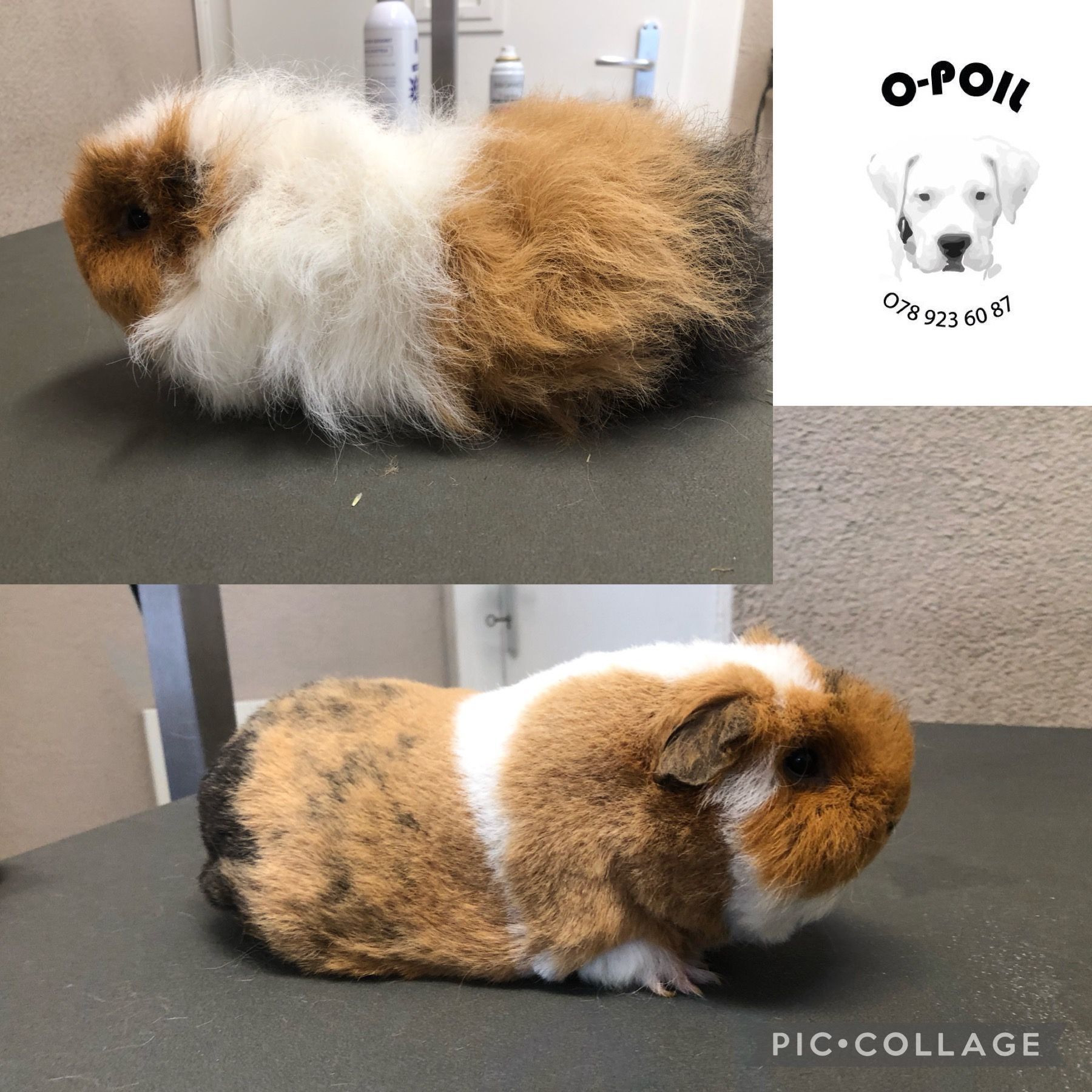O-Poil