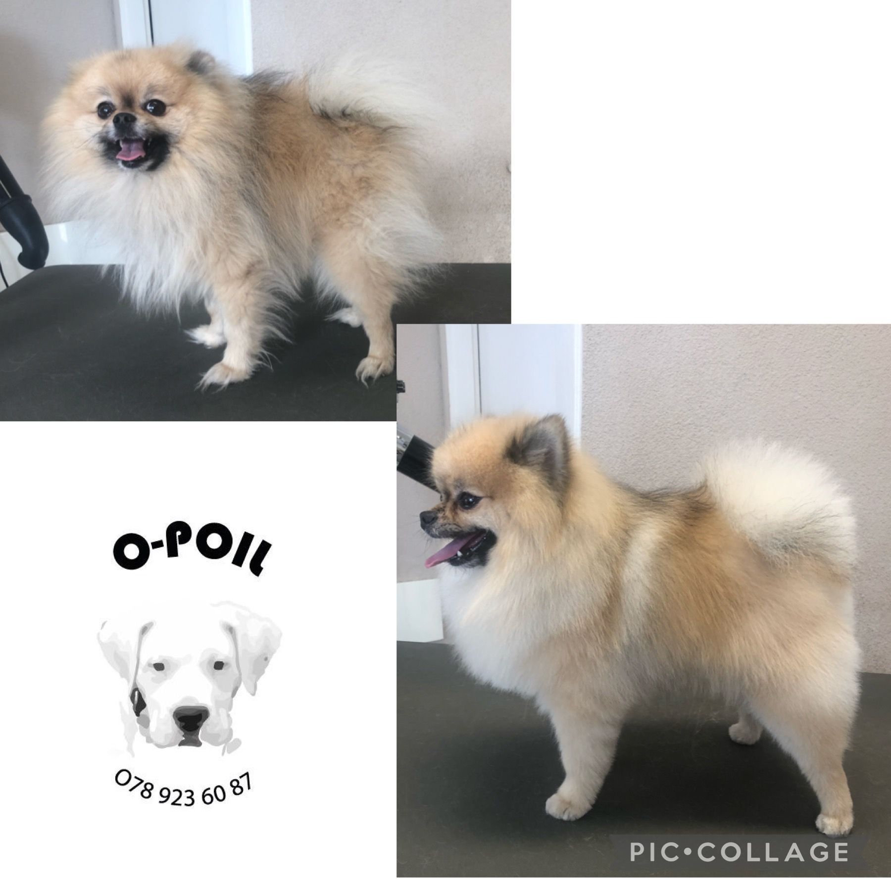 O-Poil