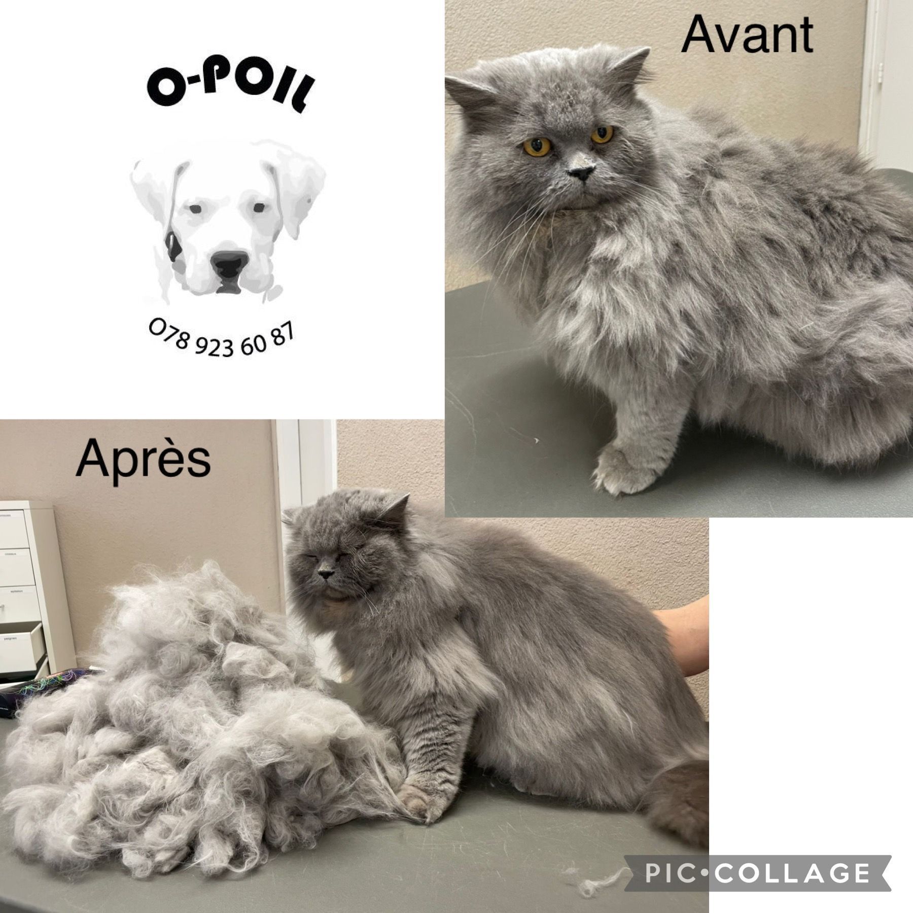 O-Poil
