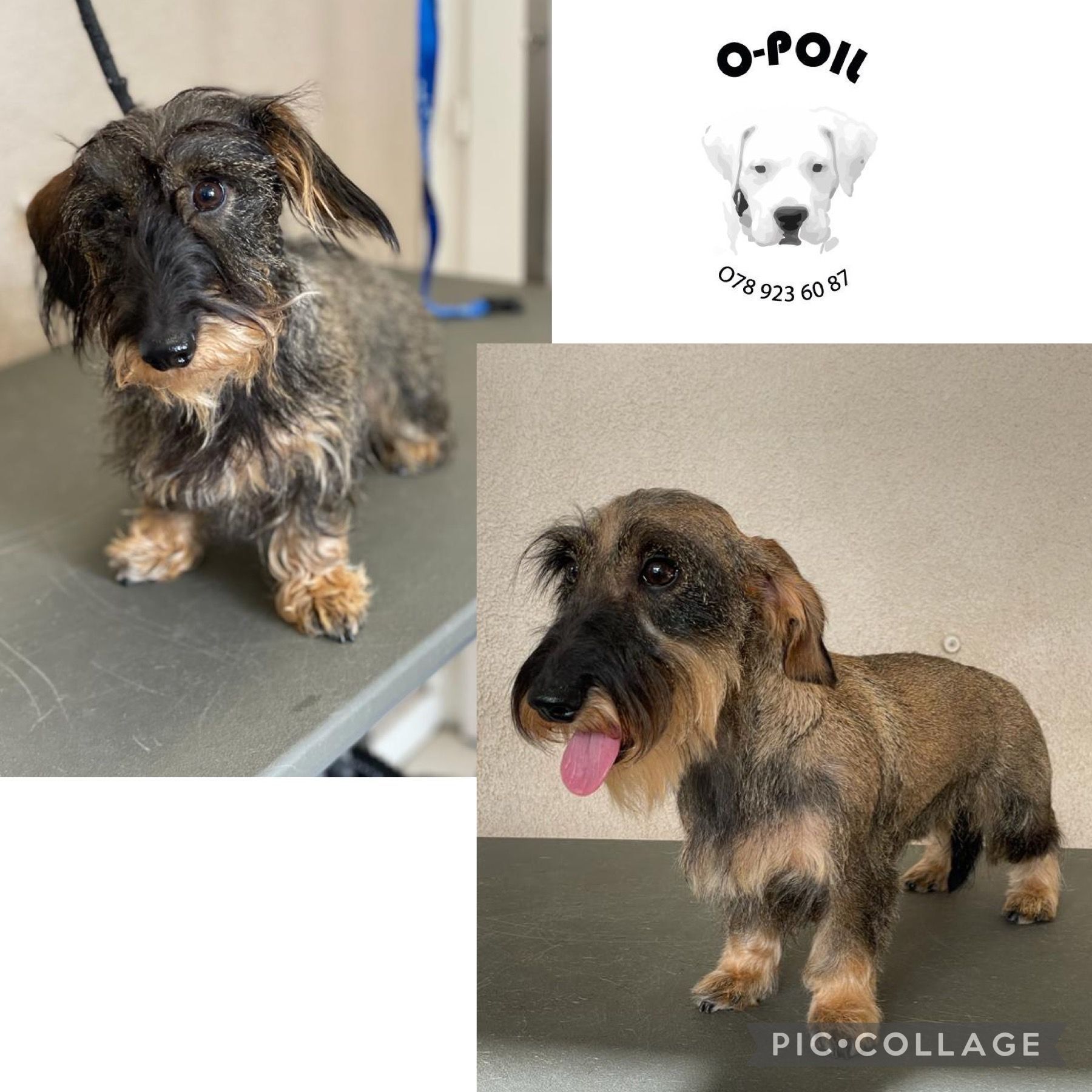O-Poil