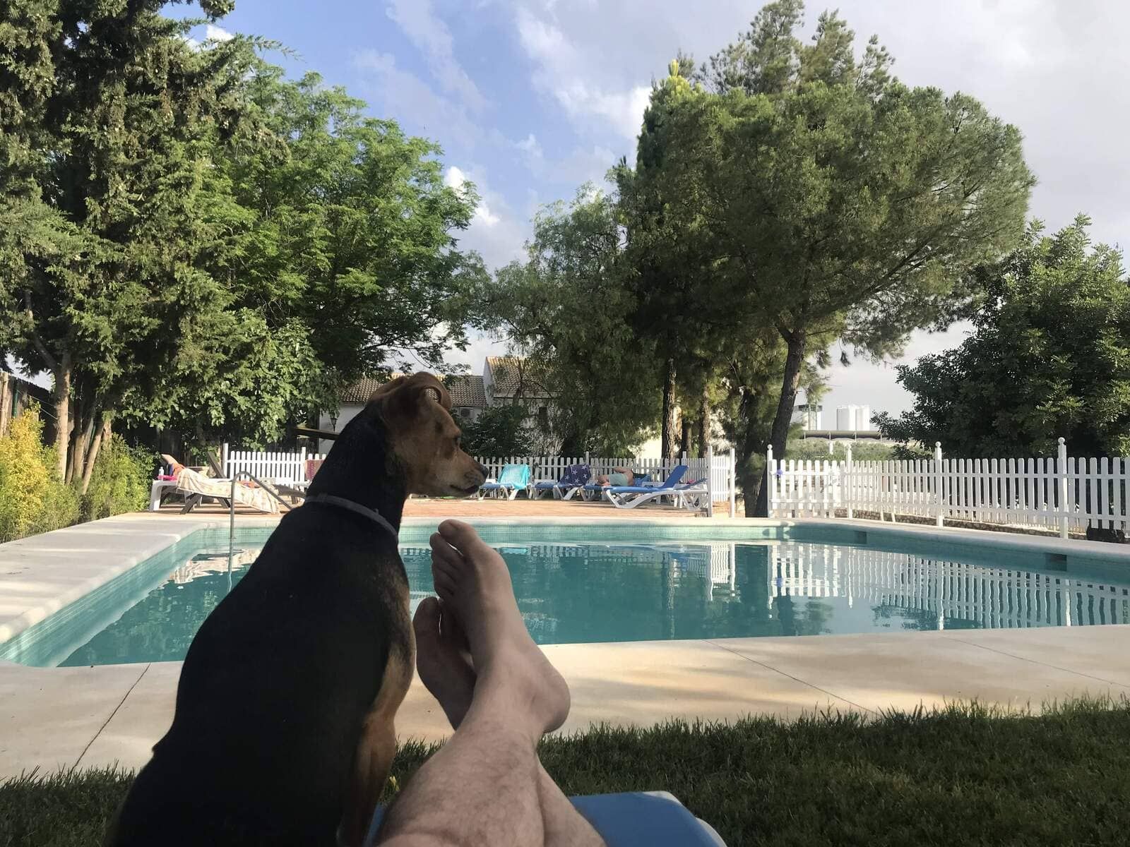 Perro y persona relajándose junto a una piscina. Perro mirando hacia un lado, con las patas visibles. Día soleado.