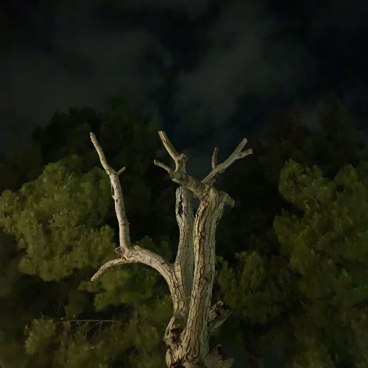 Un árbol desnudo con un tronco texturizado y ramas cortadas sobre un fondo de cielo oscuro y follaje verde.