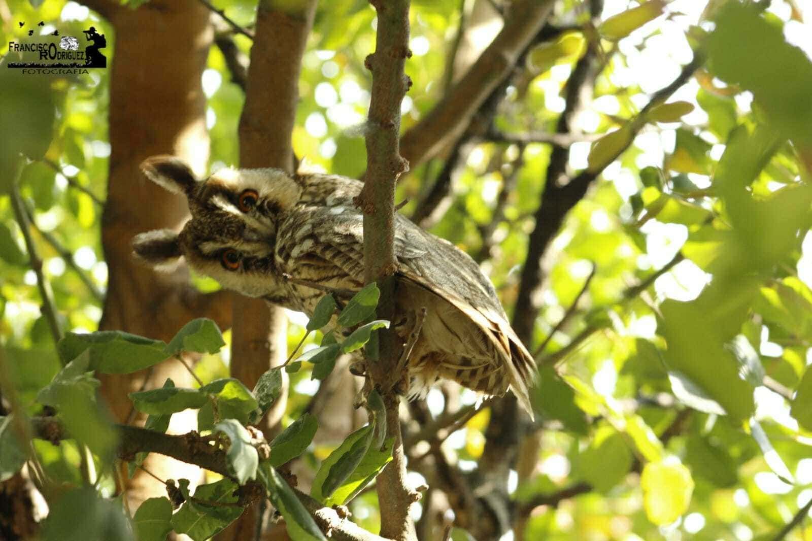 Búho posado en la rama de un árbol, camuflado por la luz del sol moteada, rodeado de hojas verdes.