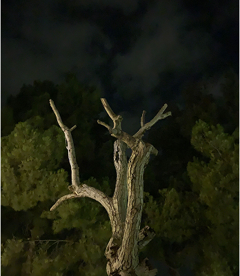 Árbol desnudo contra el cielo nocturno oscuro y follaje verde.