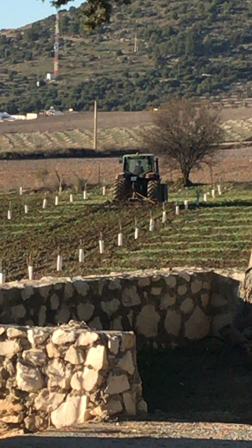 Tractor arando un campo con árboles jóvenes recién plantados; muro de piedra en primer plano, colinas y torres en el fondo.