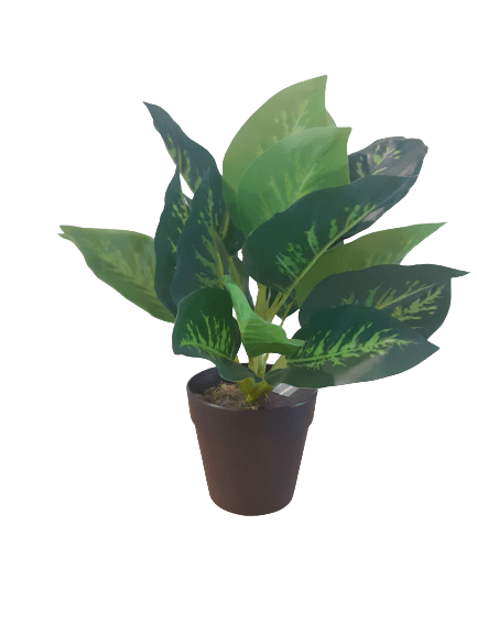 Plante verte dans un pot