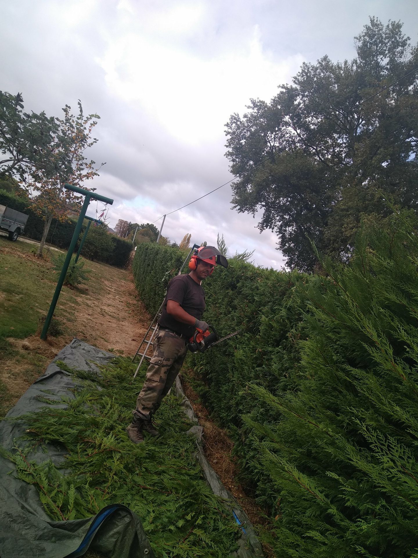 Taille de haie en sapin