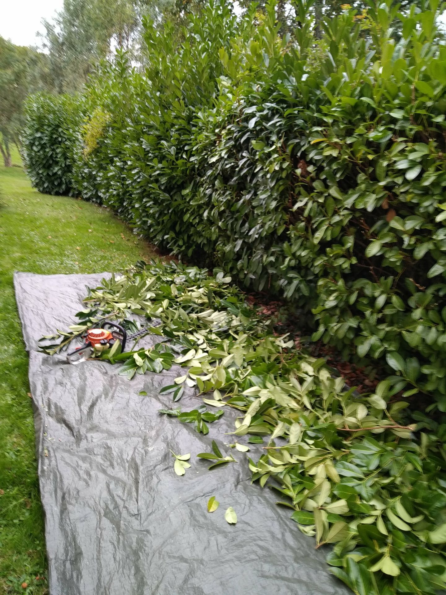 Taille de haie en laurières