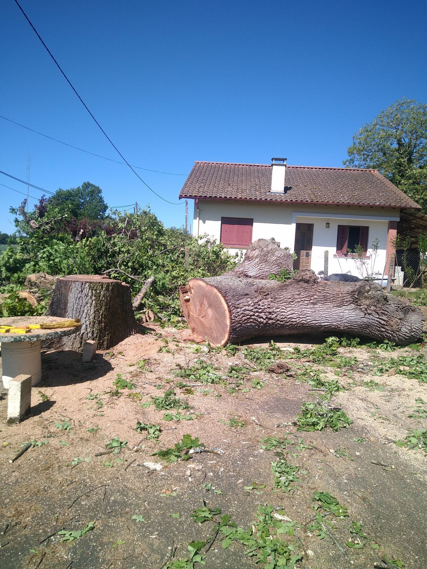 Segmentation de l'abre abattu