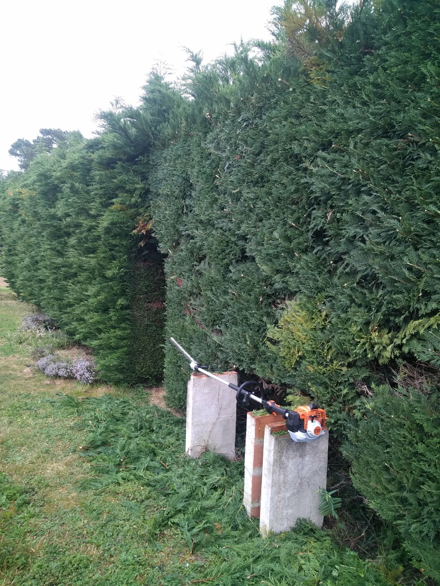 Taille de haie en sapin avec ouverture