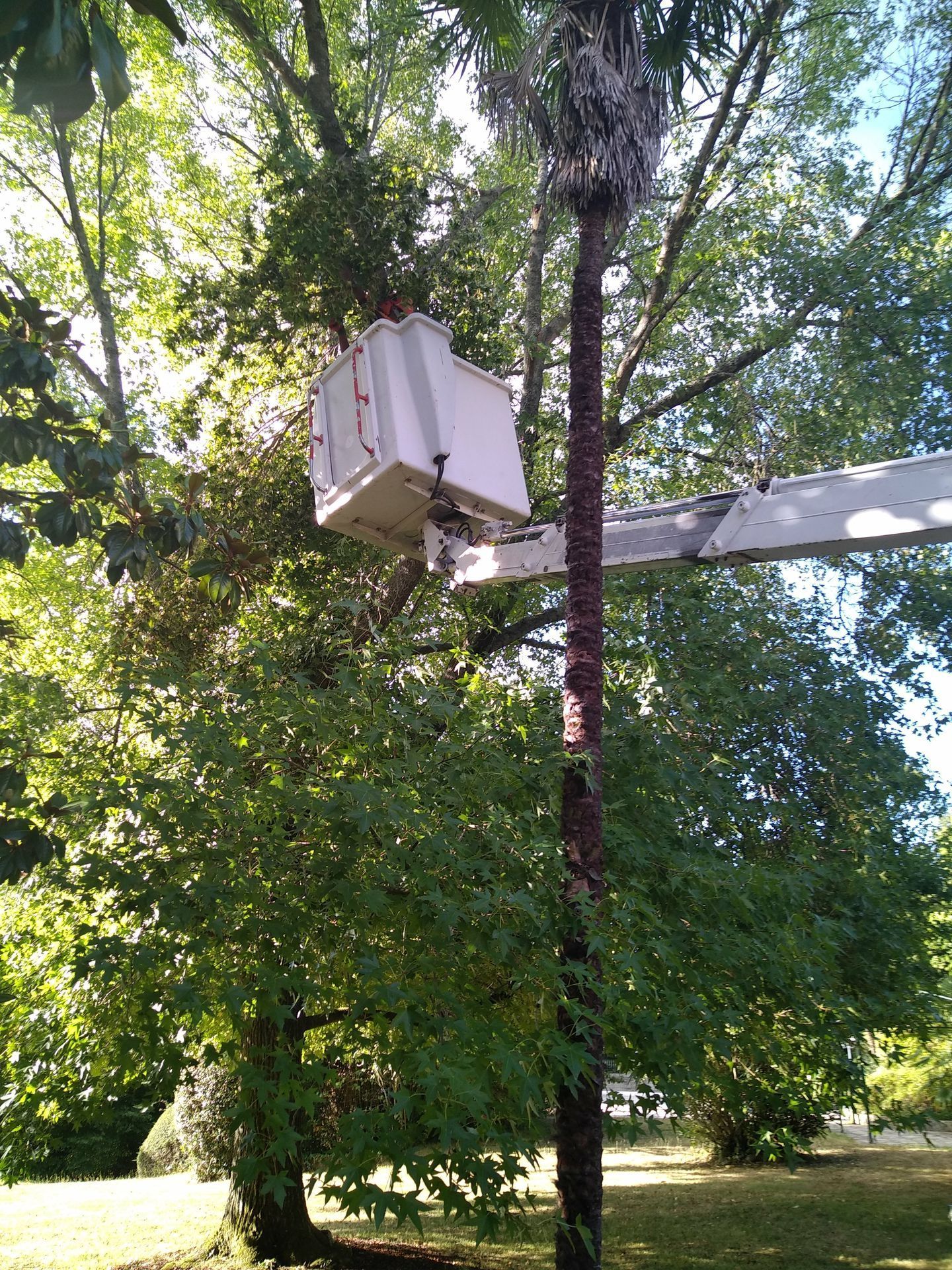 Élagage d'un arbre avec une nacelle