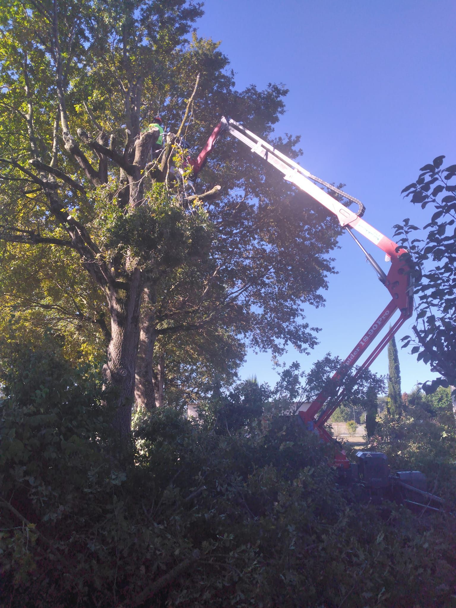 Coupe des branches mortes