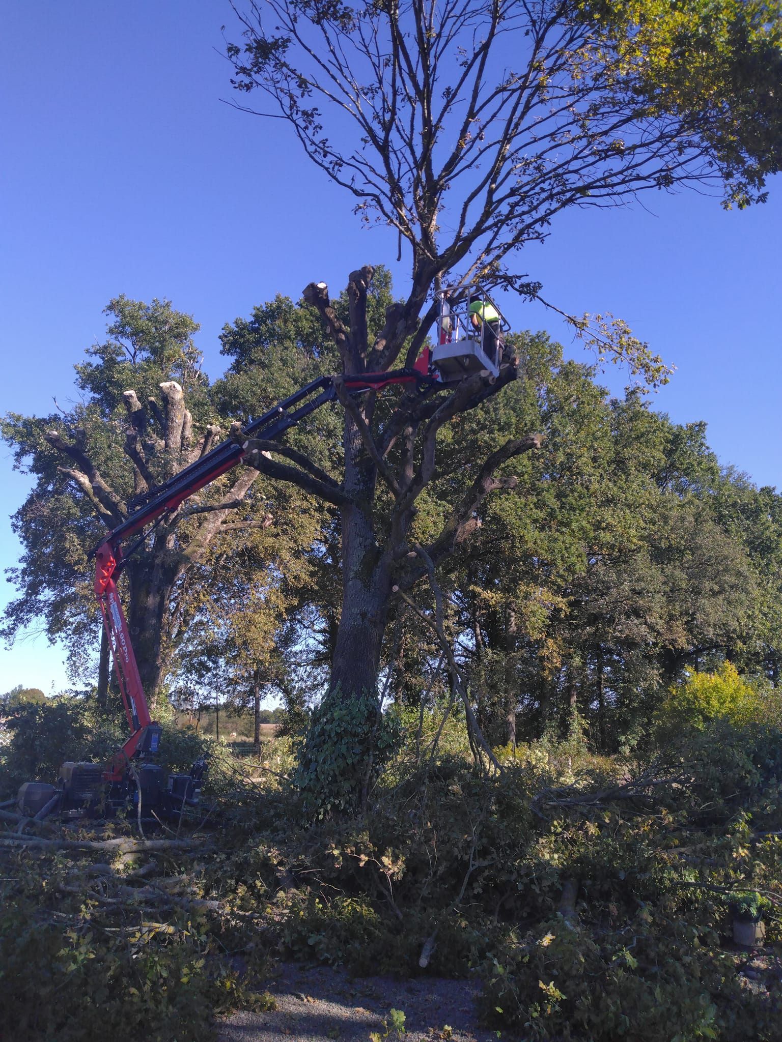 Élagage des branches mortes