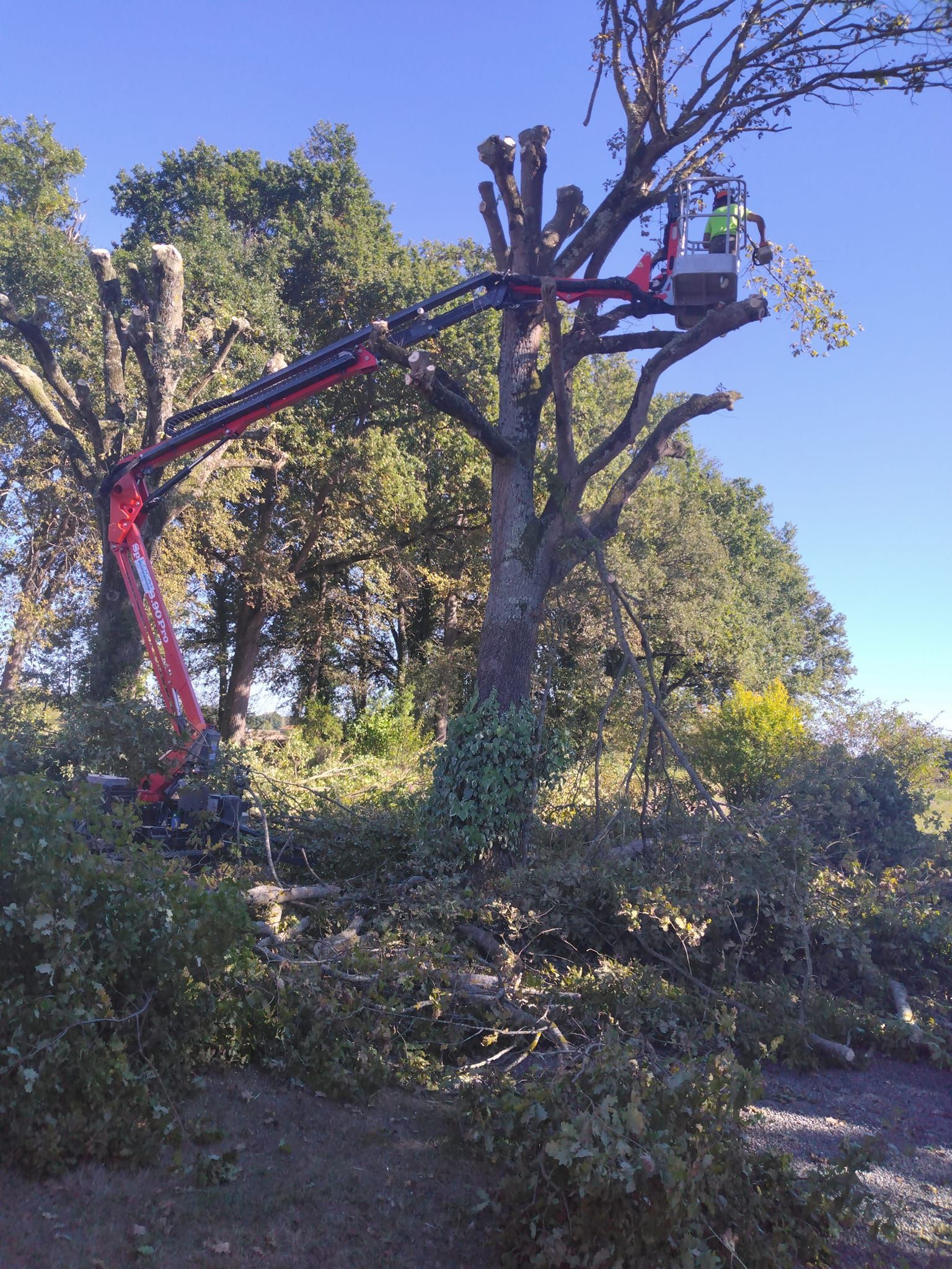 Élagage des branches mortes avec une nacelle