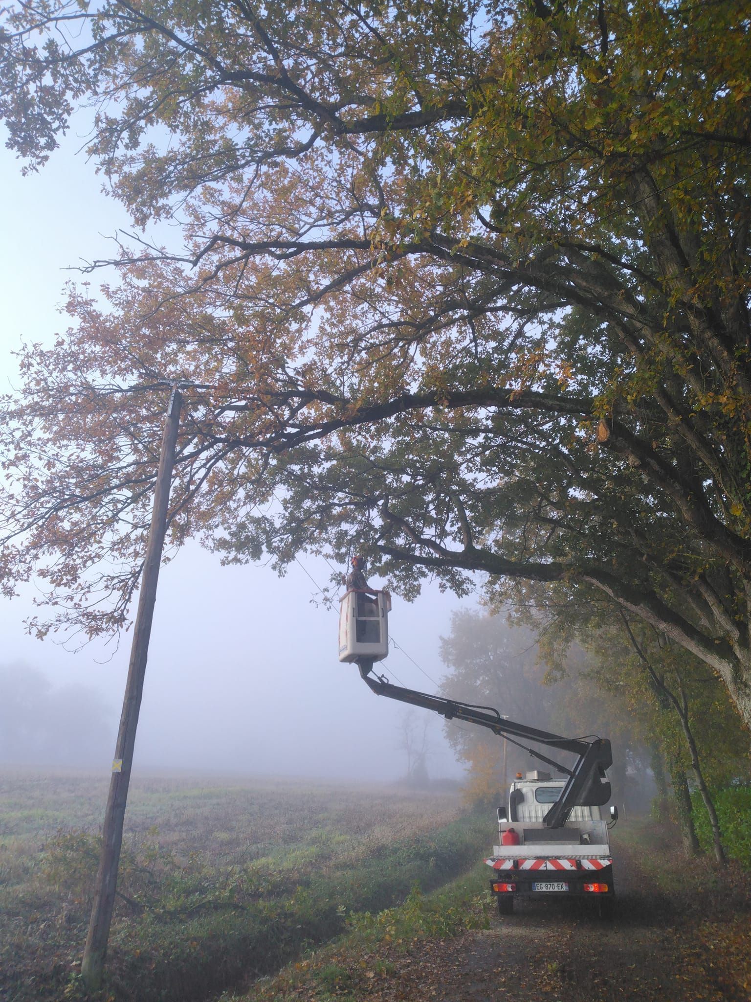 Élagage arbre avec une nacelle