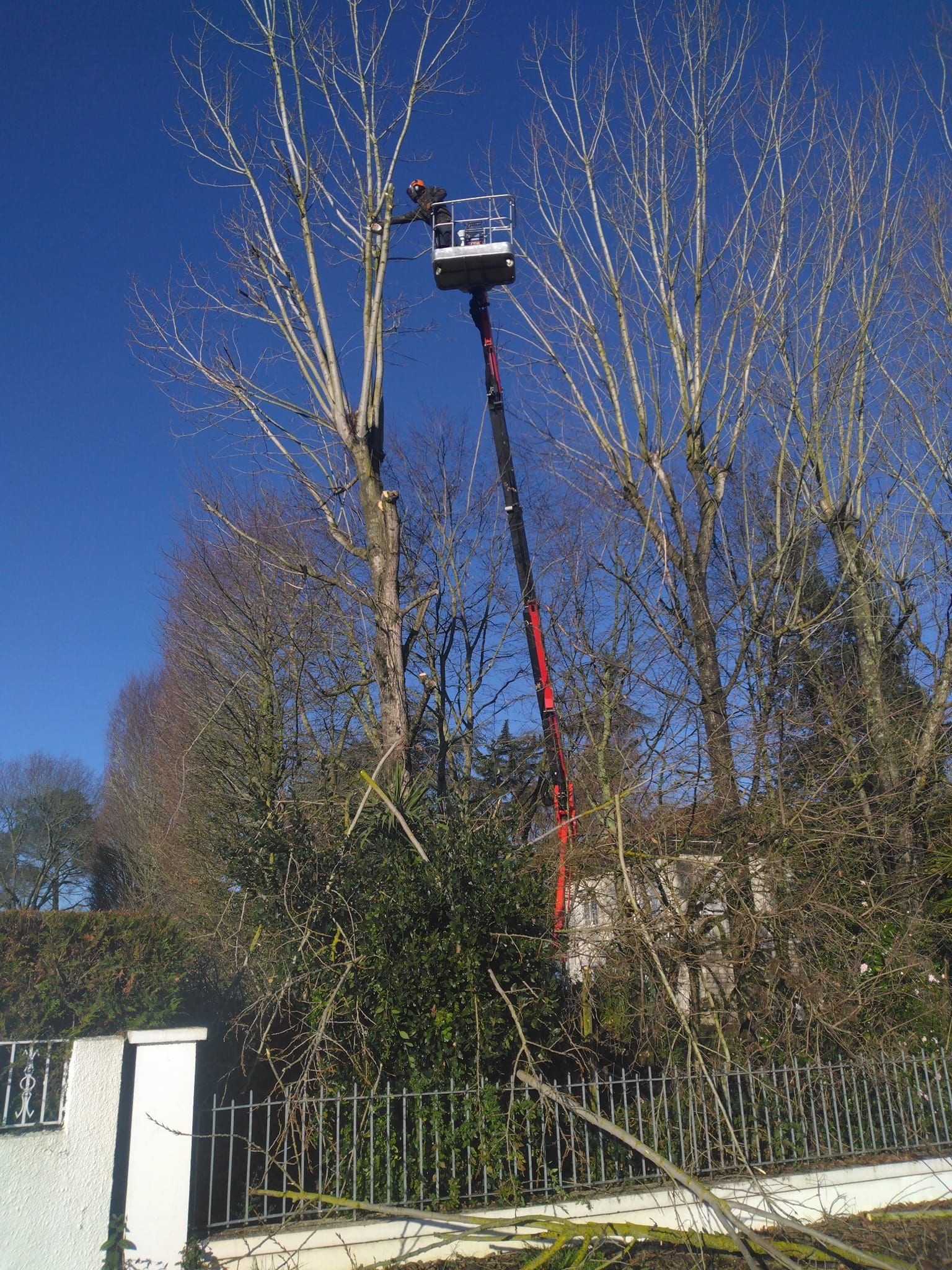 Élagage arbre chez un particulier