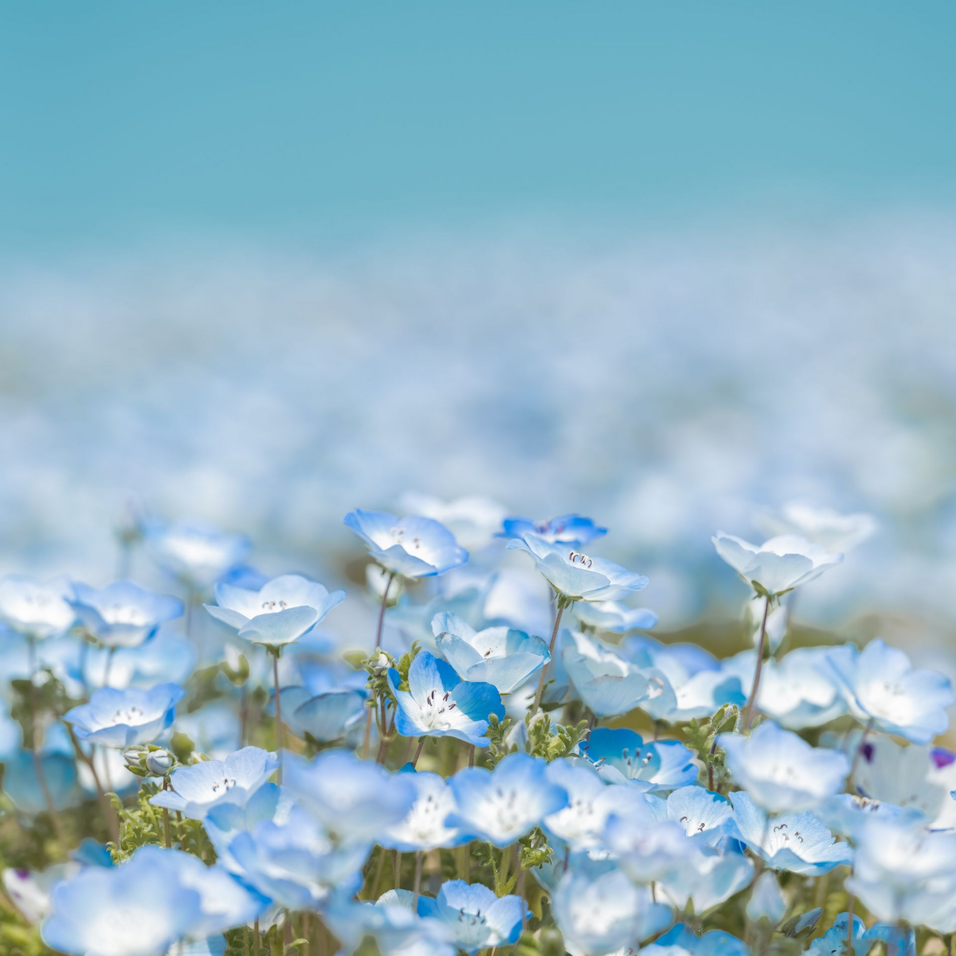Champ de fleurs d'un bleu éclatant se détachant sur un ciel bleu clair.