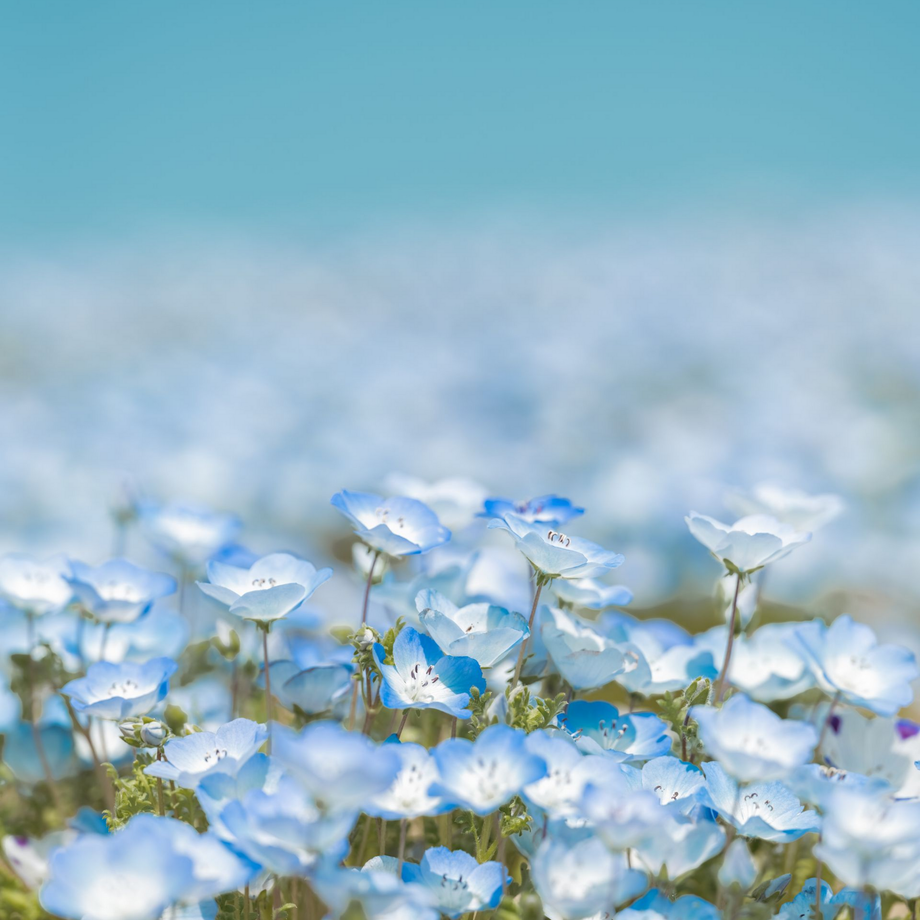 Champ de fleurs d'un bleu éclatant se détachant sur un ciel bleu clair.