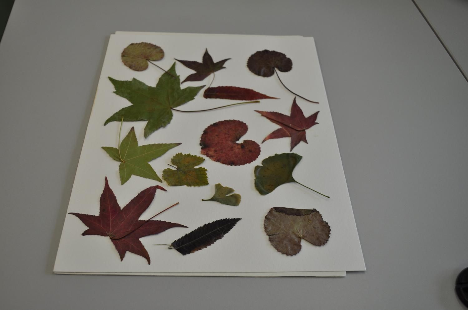 Fleurs de Line Sàrl