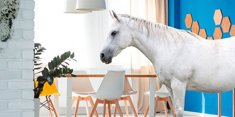 Michael & Dirk Schneider - Bautenschutz Gbr. - Getifix Bild Innenraum mit Schimmel, Pferd