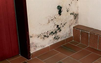 Michael & Dirk Schneider - Bautenschutz Gbr. - Schimmelecke