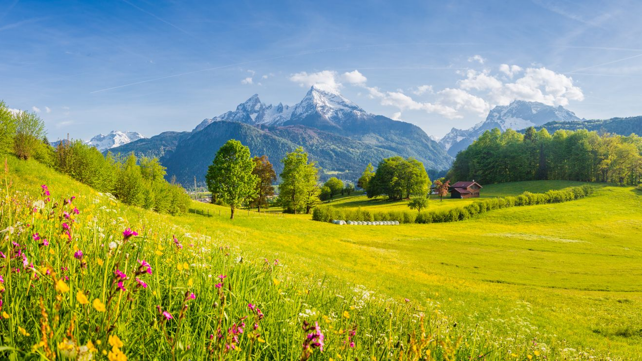 Prairie verdoyante luxuriante parsemée de fleurs sauvages, d'arbres et de montagnes enneigées sous un ciel bleu.