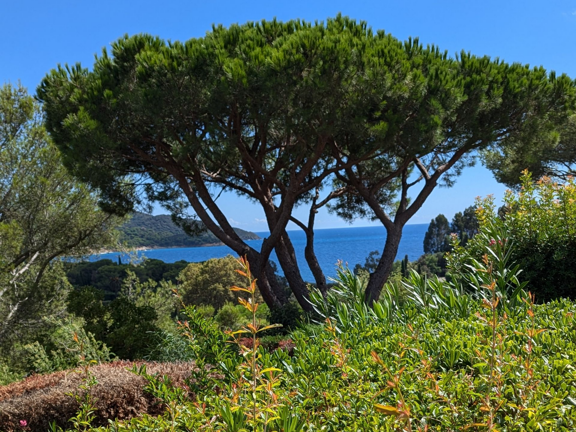 Grand arbre aux branches tentaculaires surplombant la mer bleue. Feuillage verdoyant et ciel bleu.