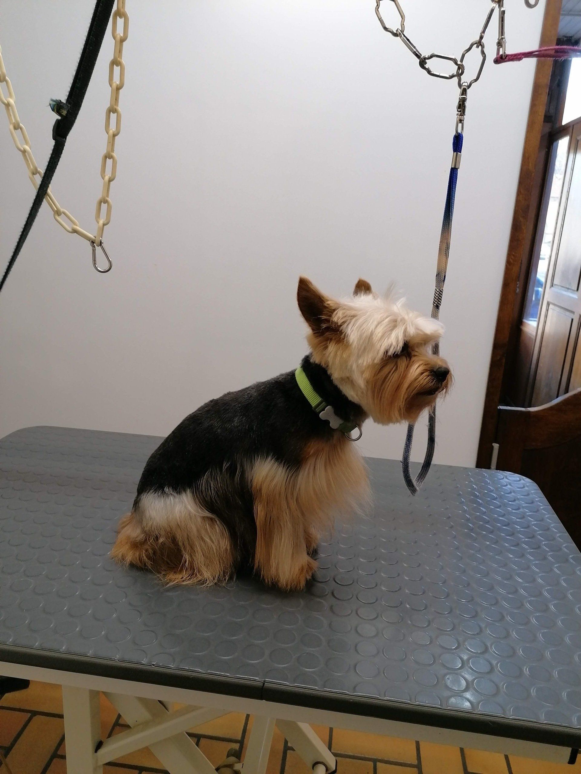 Le bain d'un Shiba Inu