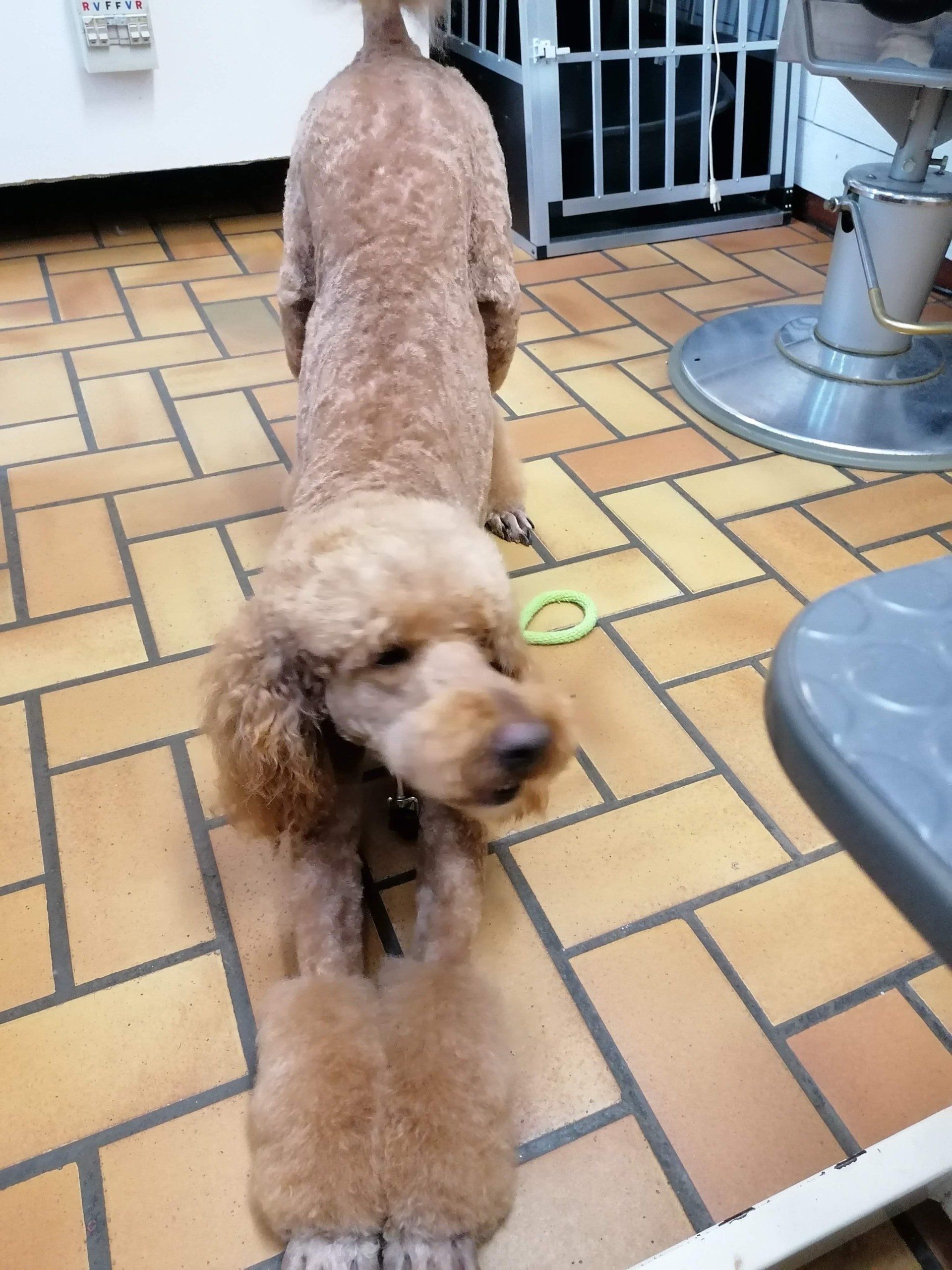 Yorkshire après toilettage