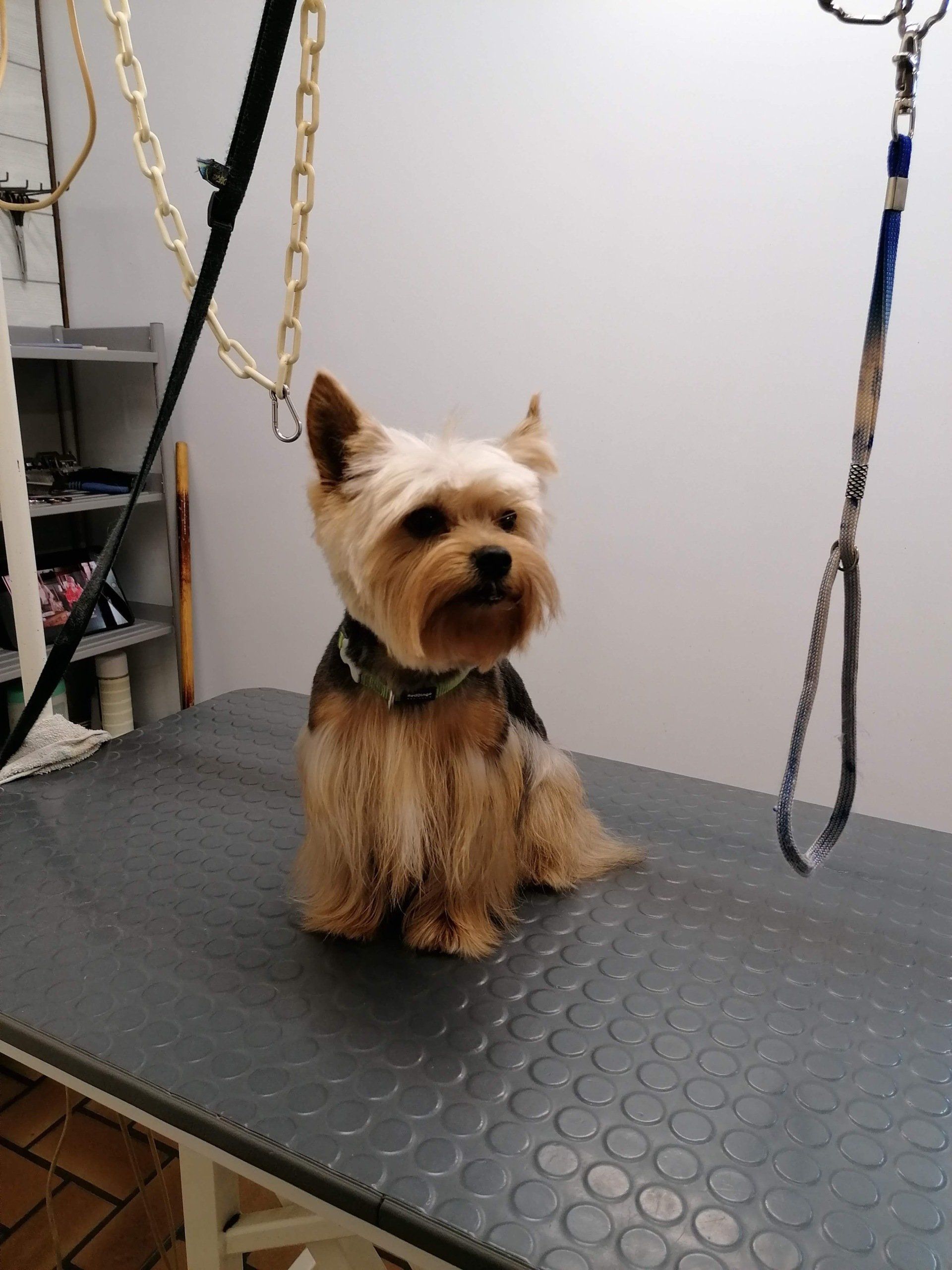 Golden retriever chien