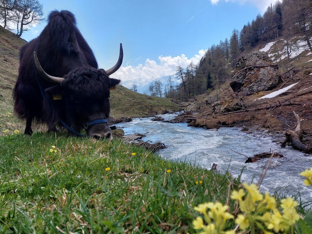 Yak'à'Oser
