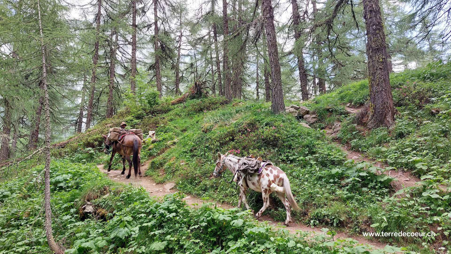 Ravitaillement en montagne avec les mulets