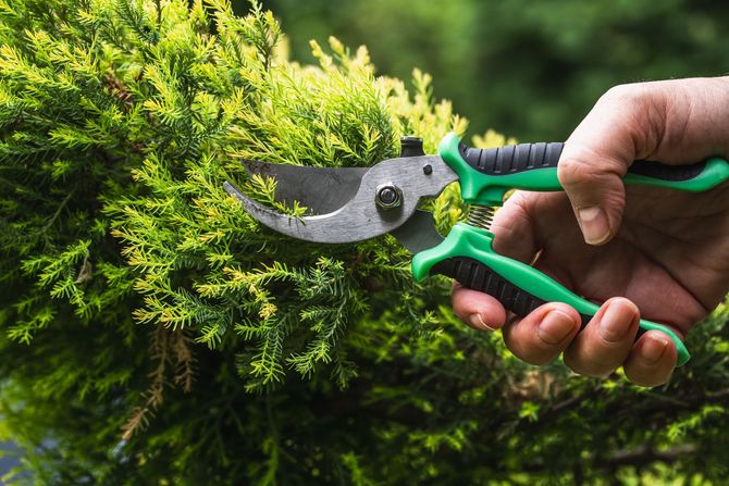 Élagage d’un arbre par un professionnel CHERPI