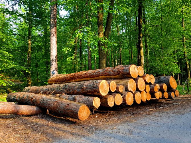 Abattage sécurisé en zone forestière
