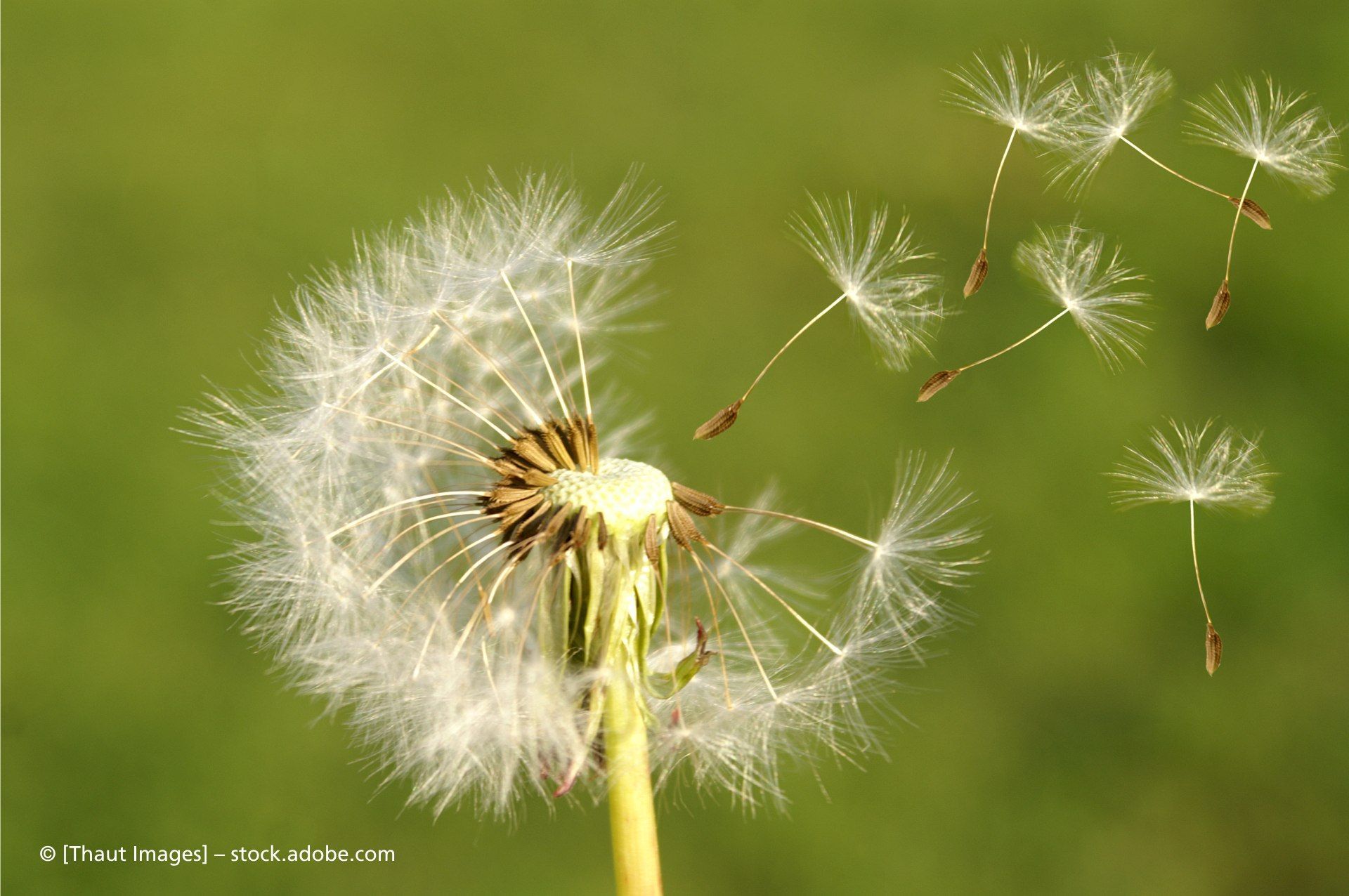 Naturheilpraxis Maria Foth Blumenbeete