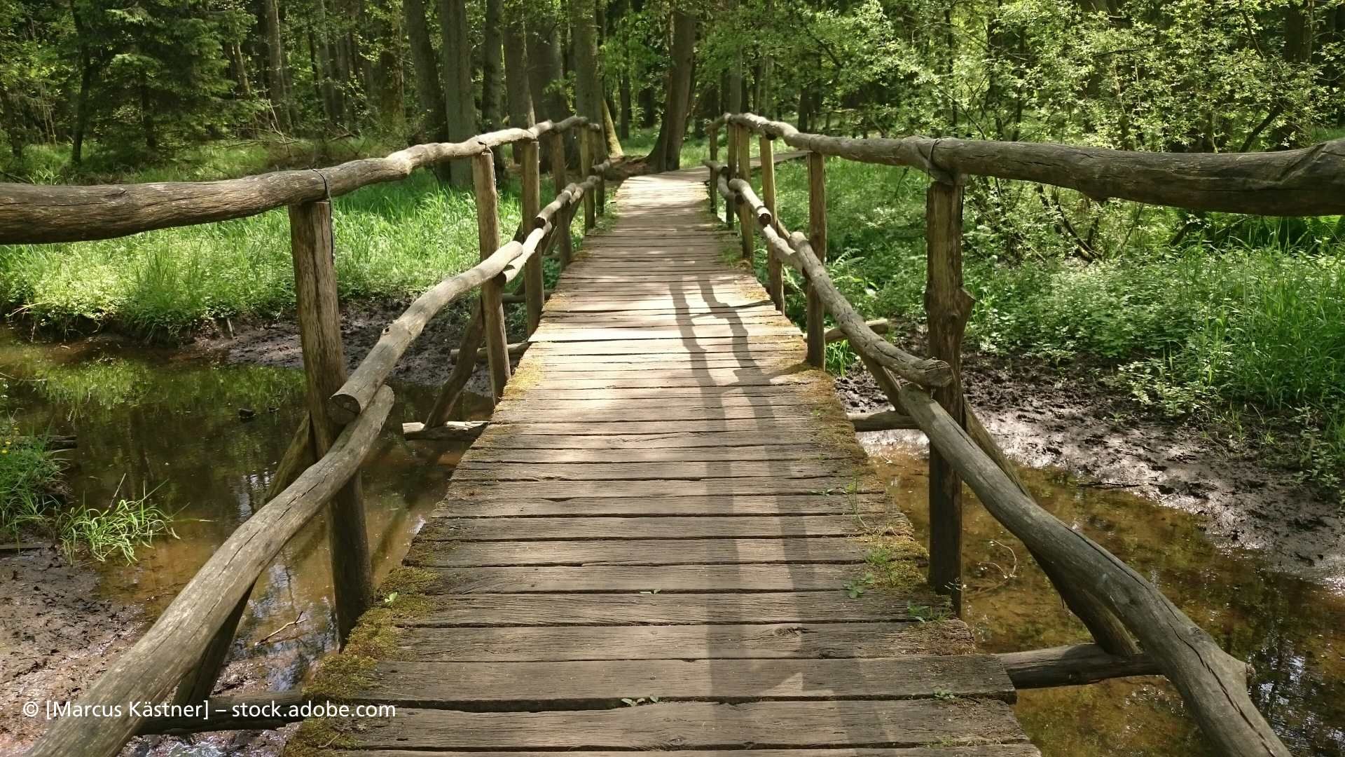 Naturheilpraxis Maria Foth Aloe Vera Feld