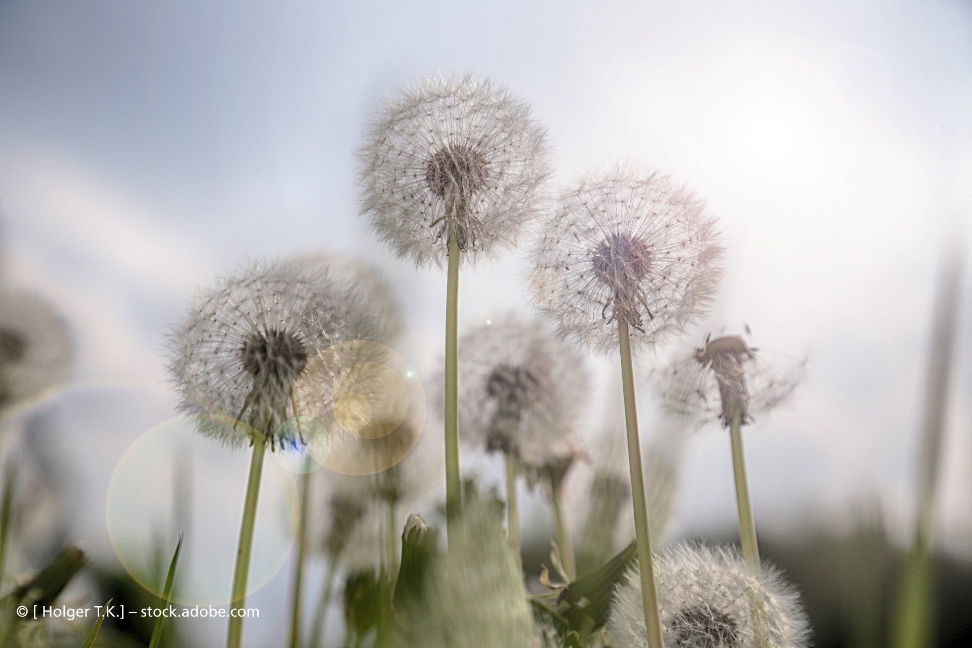 Pusteblumen Naturheilpraxis Maria Foth