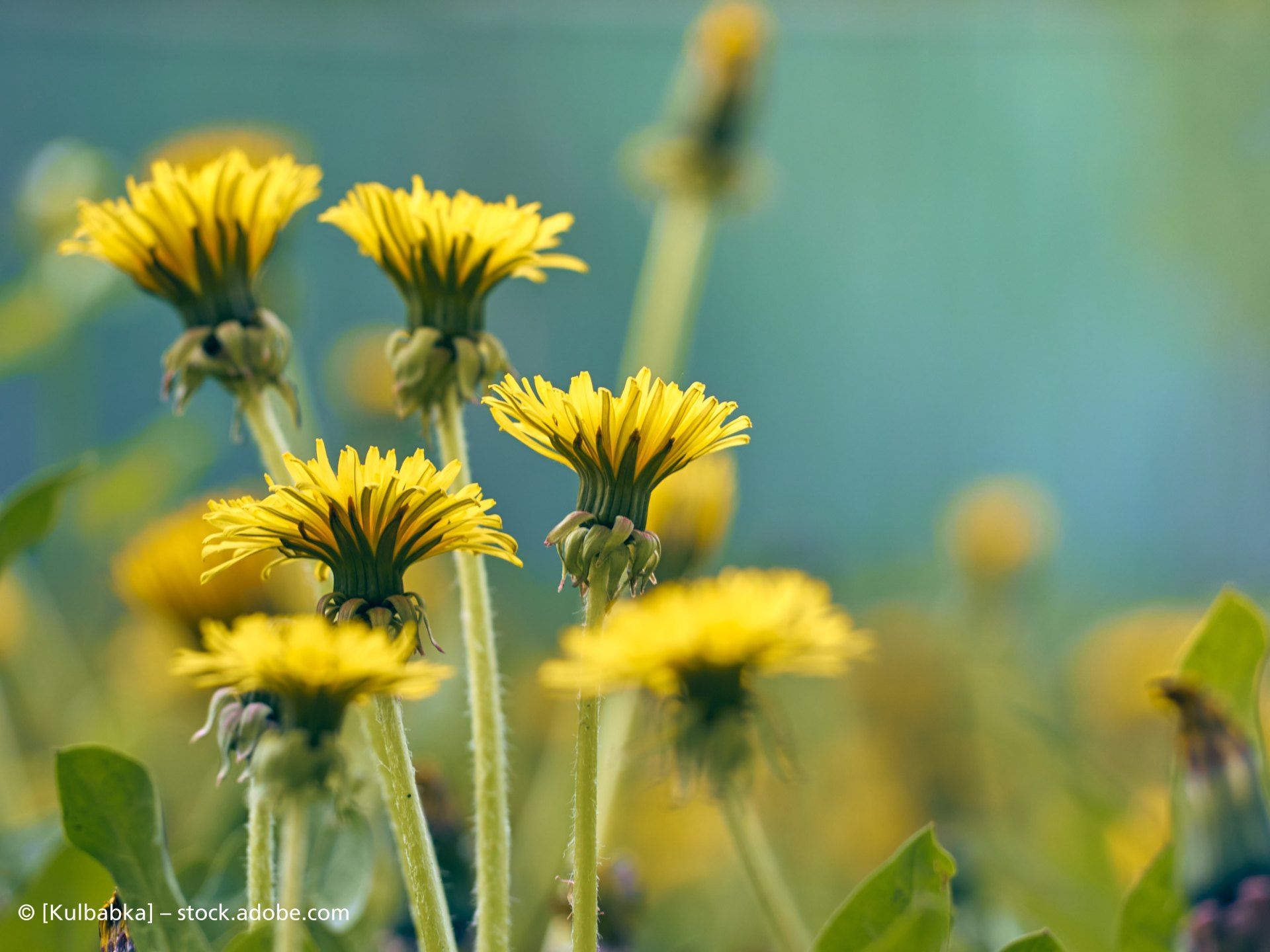Naturheilpraxis Maria Foth Pflanzenstrauch