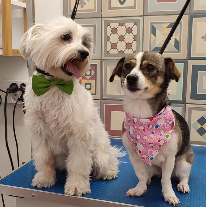 Dos perros están sentados en una mesa azul, uno lleva una pajarita verde y el otro lleva un pañuelo rosa.
