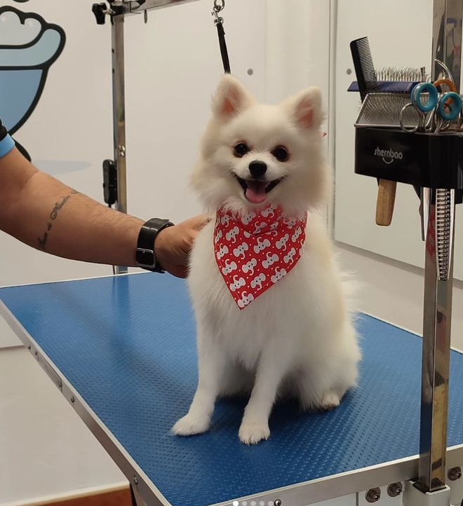 Un pequeño perro blanco con un pañuelo rojo está sentado en una mesa azul.