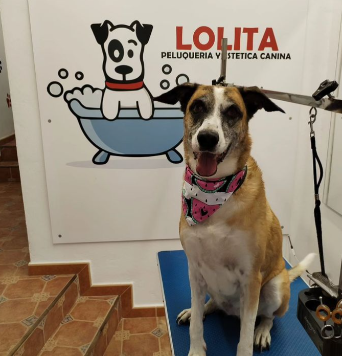 Un perro está sentado frente a un cartel que dice lolita