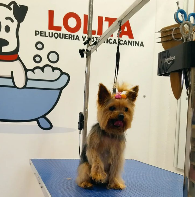 Un perro pequeño está sentado en una mesa frente a un cartel que dice lolita