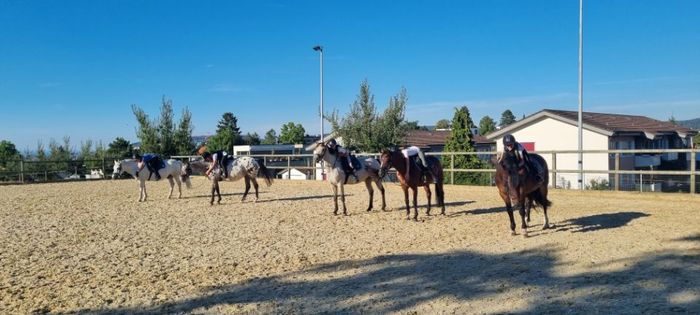 Ponys im Trainingsgelände