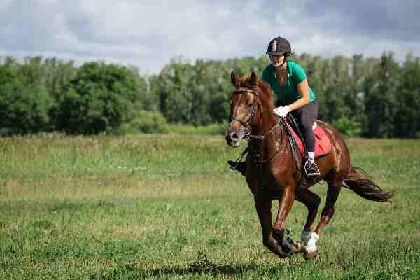 Pferd und Reiter galoppieren über Wiese