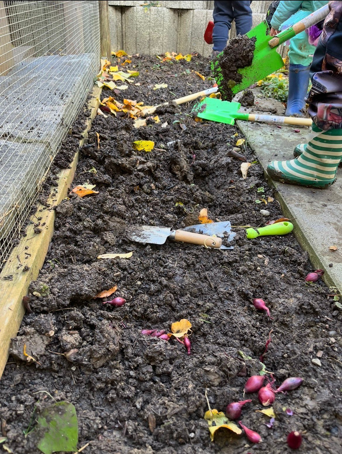 Neben einem Drahtzaun wird ein Gartenbeet mit kleinen Setzlingen, Werkzeugen und verstreuten Blättern bepflanzt.