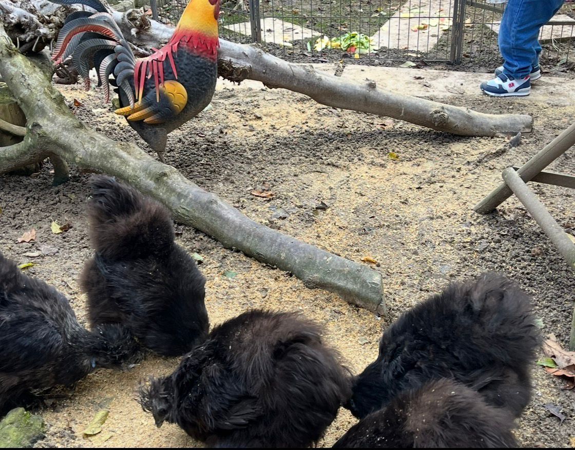 Bunte Hühner und flauschige schwarze Küken auf dem Boden in einem umzäunten Aussengehege