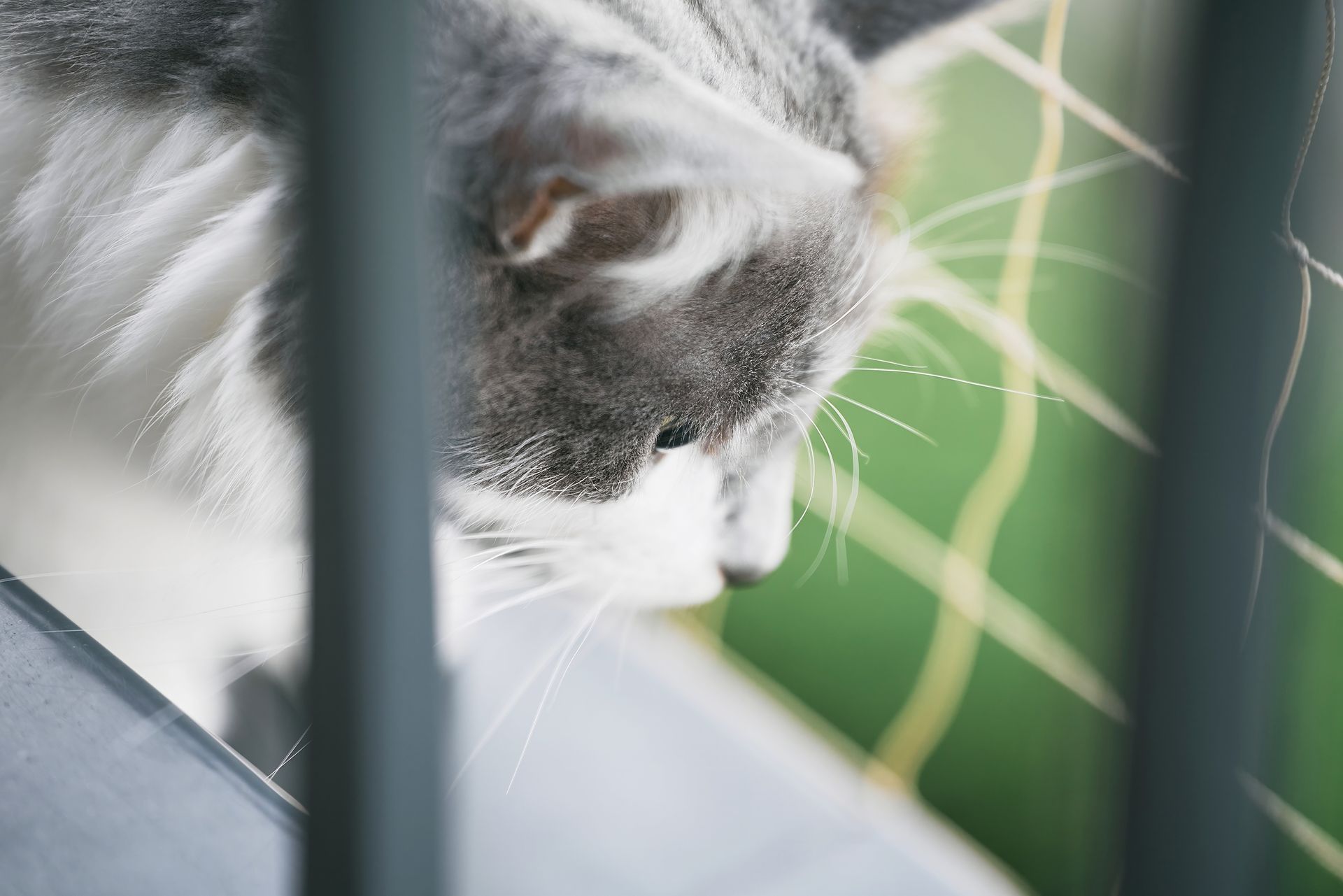 Eine Nahaufnahme eines Netzes