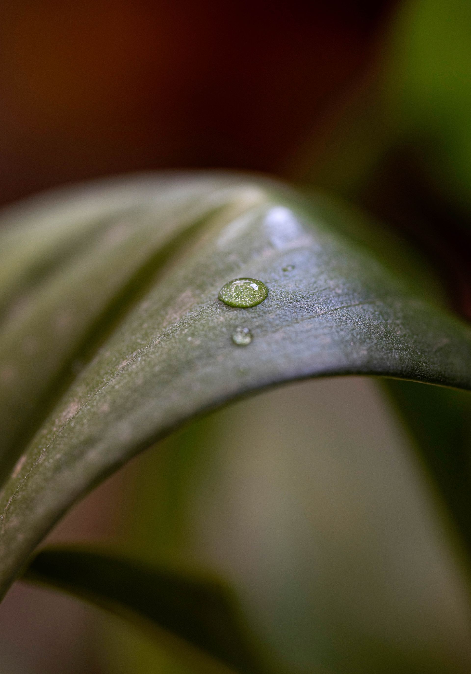 Gotas de água sobre uma folha verde texturizada com fundo desfocado.